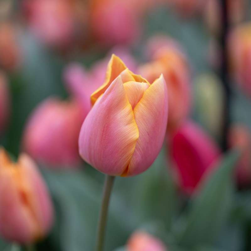 Tulipanblanding 'Jimmy Family'